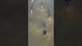 Download lagu black strock sikar Rajasthan India#blackstrock #drone #dji #travel mp3