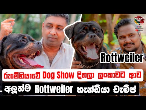 රුමේනියාවේ Dog Show දිනලා ලංකාවට ආව අලුත්ම රොට්වෙයිලර් හැන්ඩියා චැම්ප් | Guard Dog |Ceylon Pet Media