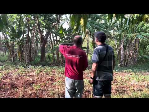 Finca Pagasarri . Martí , Matanzas , Ategorrieta. Cuba 🇨🇺