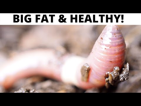 My Winter Compost Worms Love This Position