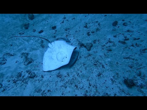 ANIMAL RESCUES | Diver Rescues Upside Down Stingray