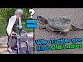 How To Help Turtles Cross The Road Old Lady Version