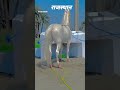 Rajasthan Ki Pushkar Mele Mein Anokha Ghoda 7 Karod Beautiful Horse Puskar