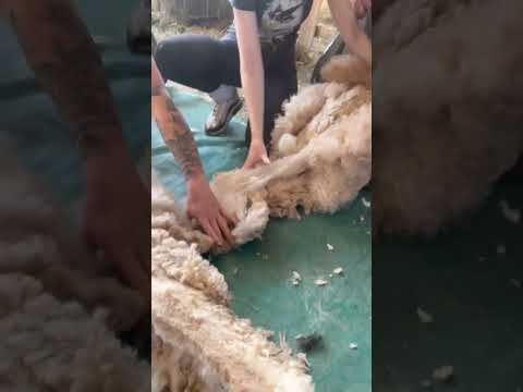 Alpaka Schur Wagner Hubbauer