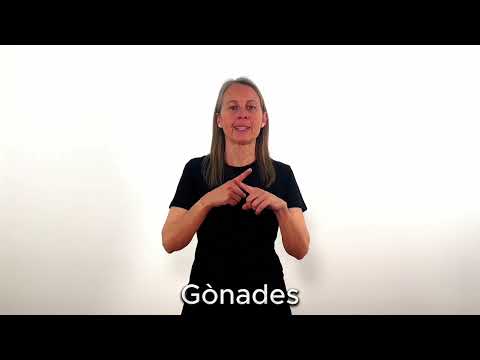 Gònades - LSC
