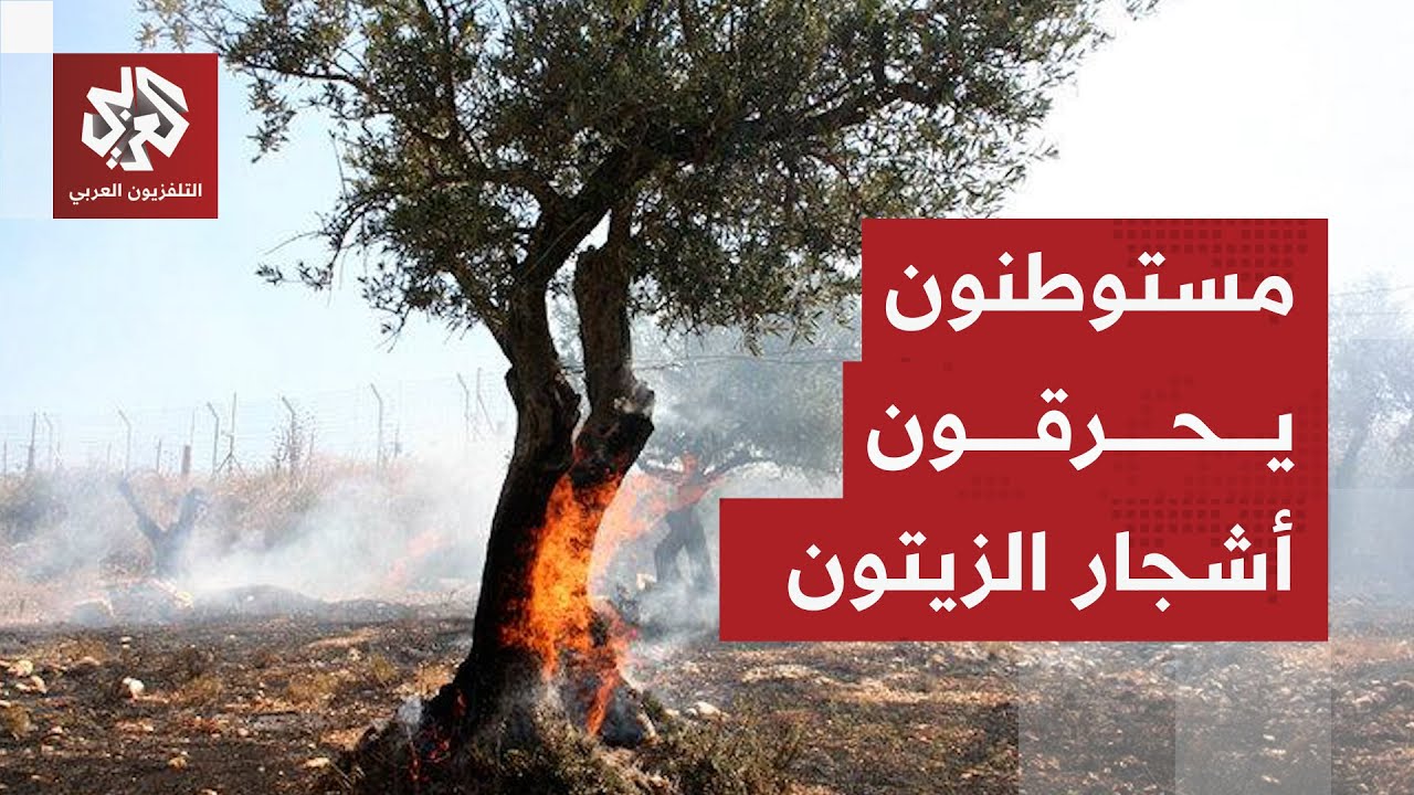 مستوطنون يضرمون النار في أشجار زيتون بأراضي الفلسطينيين جنوبي نابلس