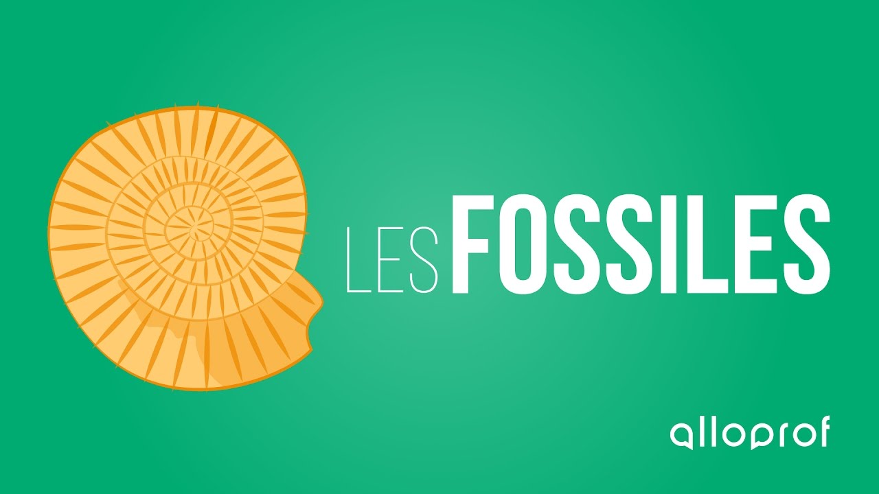 Les fossiles