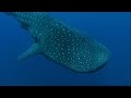 Whale Shark Planet Earth BBC Earth