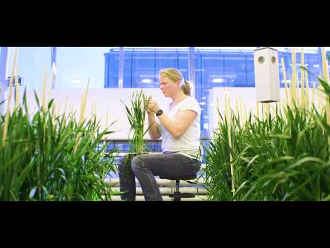 Auf dem Weg zu Z-Saatgut - Schritt 1: Die Züchtung