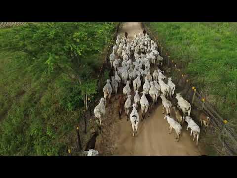 FAZENDA A. FULGENCIO - M. LUIZA TACAIMBÓ - PE