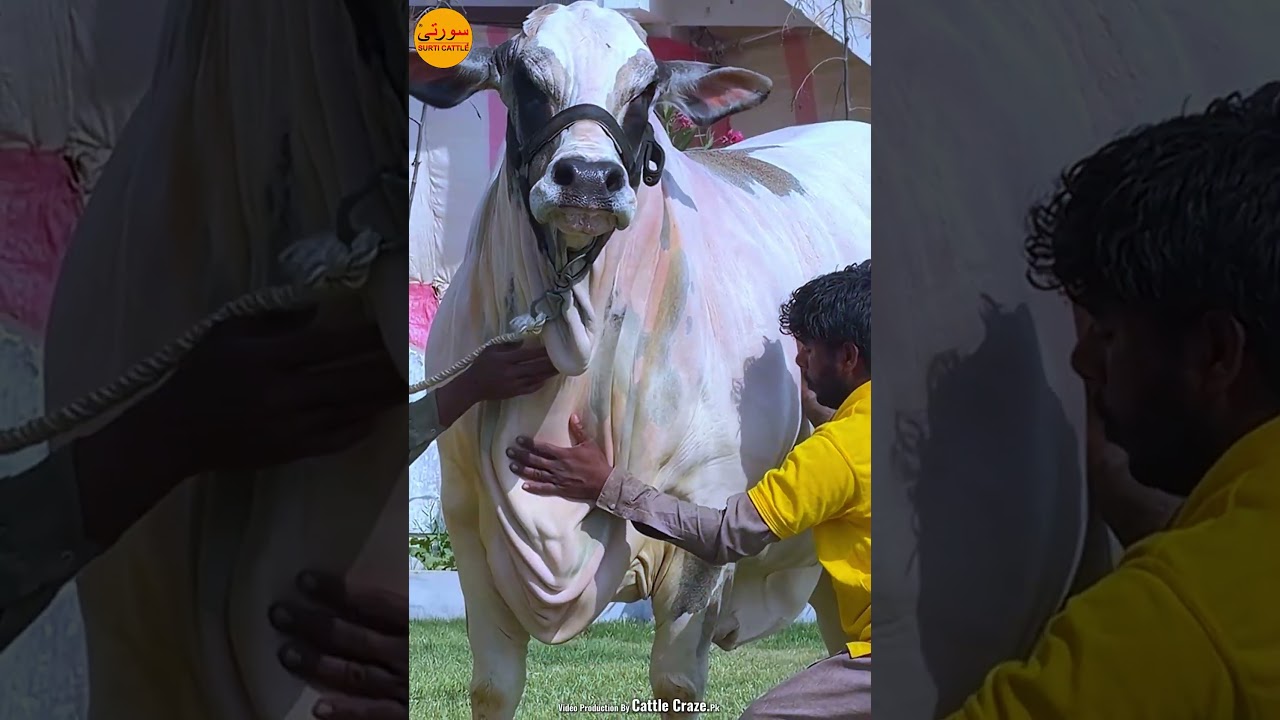 Zartaj Surti Cattle Farm