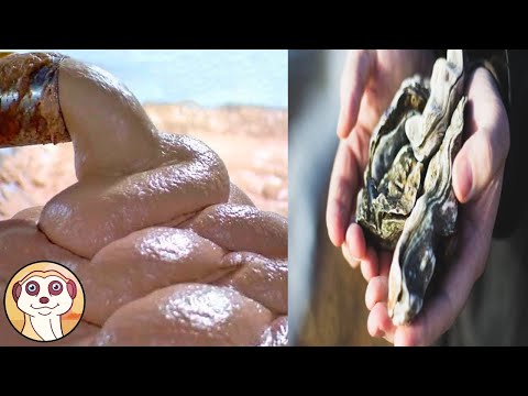 SAI DAVVERO COSA MANGI ?