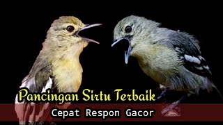 Download lagu Sirtu Model Apapun Akan Cepat Gacor Dengar ini mp3