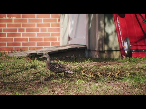 Momma duck and ducklings parade through the halls of a Hopkins elementary school