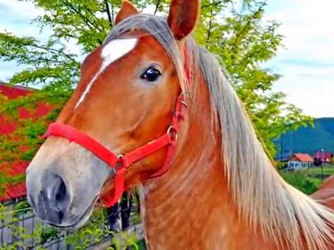 Pensiune Apuseni,pensiunea Cheile Apusenilor