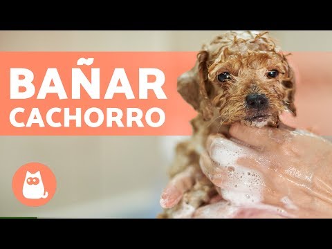 How to BATHE a PUPPY for the first time