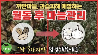벌써 마늘 성장이 좋아? 올해 마늘 작황이 다 좋은 것만은 아니라고 하는데... 여기는 좋아도 너무 좋은 비…