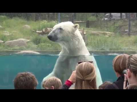 download lagu mp3 mp4 Zoo Mulhouse, download lagu Zoo Mulhouse gratis, unduh video klip Zoo Mulhouse