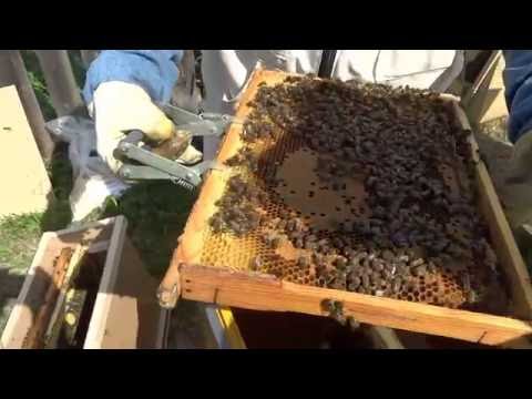 ПЕРЕСАДКА ПЧЕЛОПАКЕТА В УЛЕЙ.Очень просто! (Transplant purchased bee colony Karnika to the hive.)