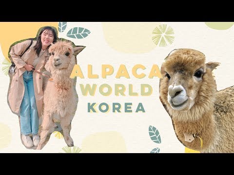 image-Are there alpacas in Korea?