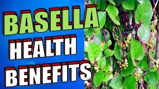 Amazing Health Benefits of Basella or Alugbati, Malabar Spinach, Indian Spinach & Vine Spinach