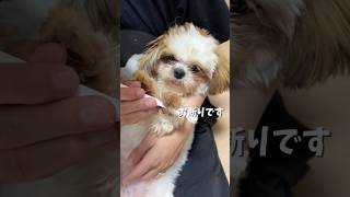 【シーズー】歯磨きお断り犬の実態　#シーズー　#愛犬