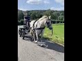 Jolie conn&eacute;mara 10 ans  mont&eacute;e et att&eacute;l&eacute;e