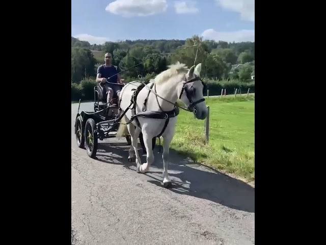 Jolie conn&eacute;mara 10 ans  mont&eacute;e et att&eacute;l&eacute;e