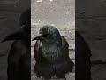 Wild Grackle Fluffs up Feathers and Shakes Them