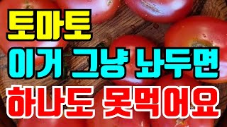 토마토 뿔나방 이거 미리 알아두고 방제해야 못하면 수확 못해요