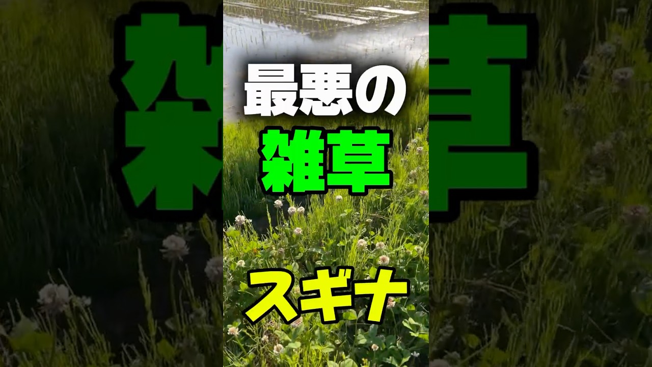最悪雑草スギナ 庭に生えたら大変です