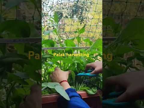 spinach Harvesting from the kitchen garden 🌿🌿🌿