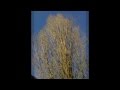 Tutu - Miles Davis - cover by George Benson & Al Jarreau