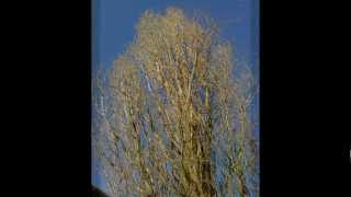 Tutu - Miles Davis - cover by George Benson & Al Jarreau