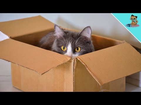 THIS Is Why Your Cat LOVES Boxes!