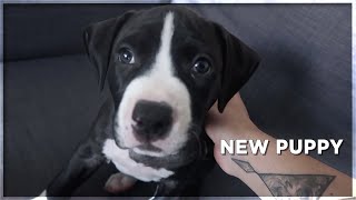 getting a puppy | vlog #3