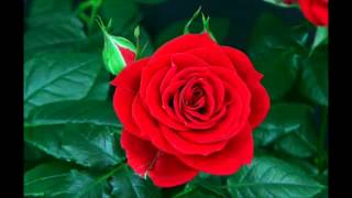 Snatam Kaur - By Thy Grace - Blooming Rose