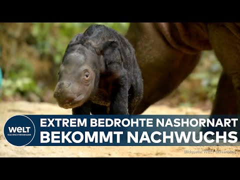 Video Thumbnail: FREUDE IN INDONESIEN: Extrem seltene Nashornart bekommt Nachwuchs – Schutzprogramm zeigt Erfolg