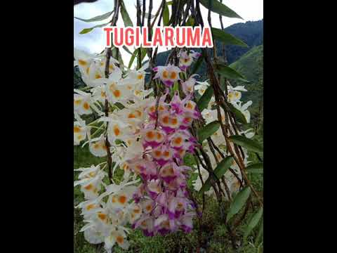 Galo song -Tugi laruma by Marto Kamdak -legendary singer