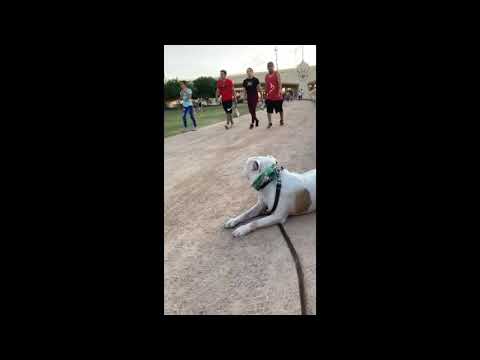 Dog Training with Kid