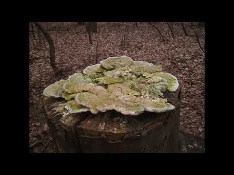Blaasveld' Domeinbos Het Broek' Blauwe wandeling 3,5 km' 2011