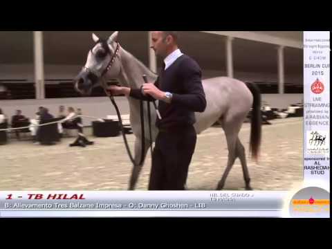 Berlin Cup 2015 - Fillies 2 years old - Class 4