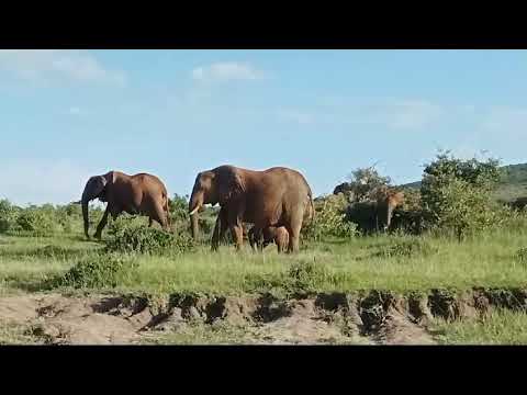 A herd of Elephants