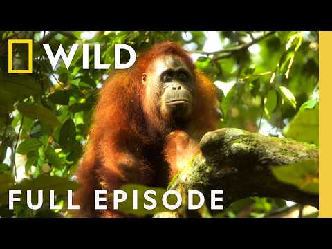 Orangutan Conservation: Why These Apes Need Your Help Now