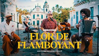 Flor De Flamboyant Lyrics English Translation