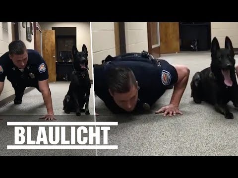 Dieser Polizeihund kann „Liegestütze“ - Sportliche Spürnase