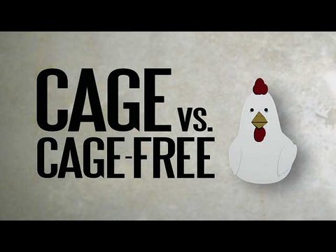 download lagu mp3 mp4 Cage Free Family, download lagu Cage Free Family gratis, unduh video klip Cage Free Family