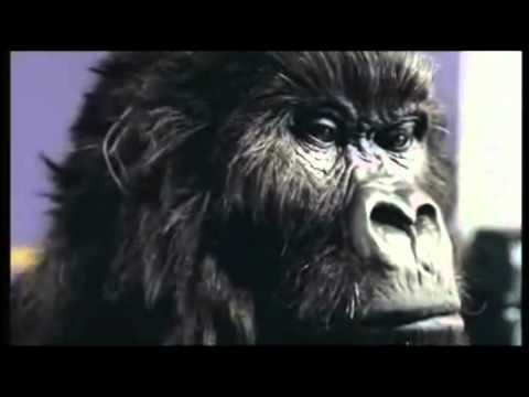 Dairy Milk Gorilla - Suddenly (Angry Anderson)