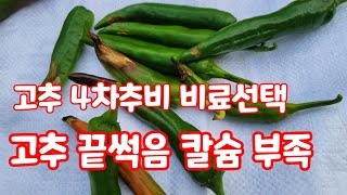 고추 4차추비 유니칼슘 도프아그로 고추 끝썩음병 예방을 위하여 [고추재배방법]