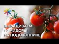 Выращиваем помидоры на подоконнике - Все буде добре - Выпуск 42 - 11.09.2012 - Все ...